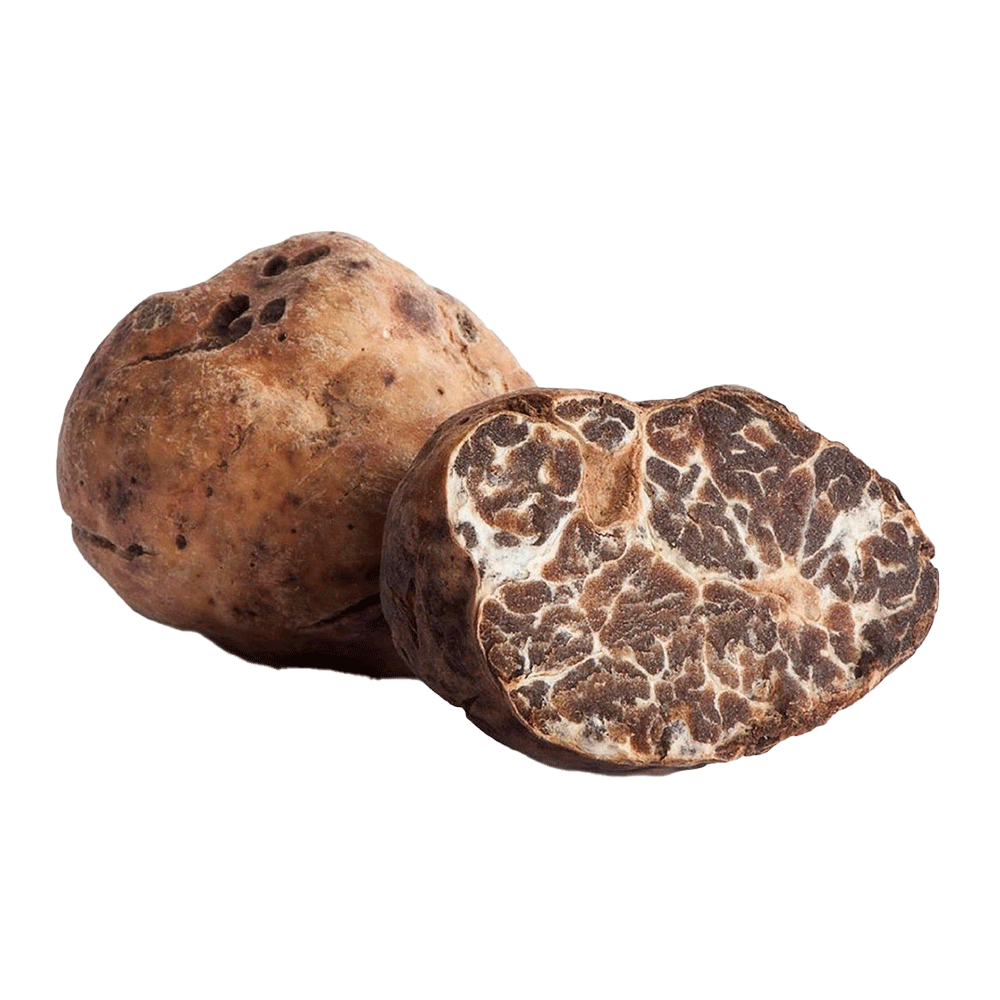 Tuber-borchii_1200x1200.png?v=1574822774